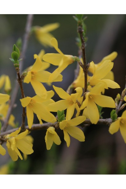 Декоративне листя Forsythia koreana ’Kumson’